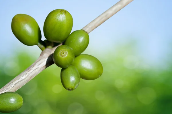 Kaffebönor växer — Stockfoto