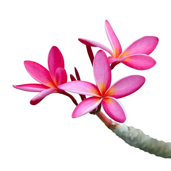 Plumeria çiçekler