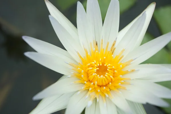 White Waterlily — Stock Photo, Image