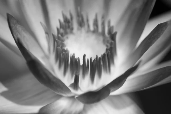 Abstract of waterlily — Stock Photo, Image