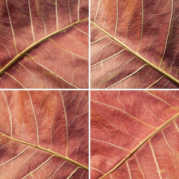 Set herfstbladeren — Stockfoto