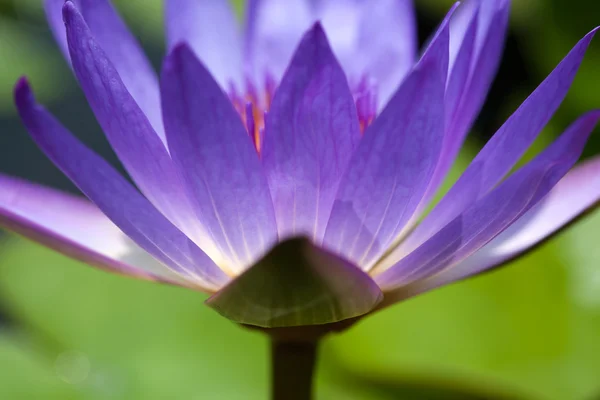 Барвиста фіолетова водяна лілія — стокове фото