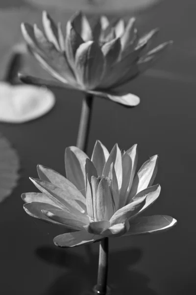 Abstract of waterlily — Stock Photo, Image