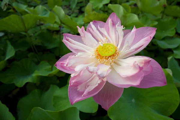 Beautiful blooming pink water lily — Stock Photo, Image