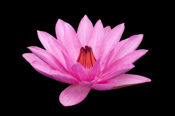 Roze lotus — Stockfoto