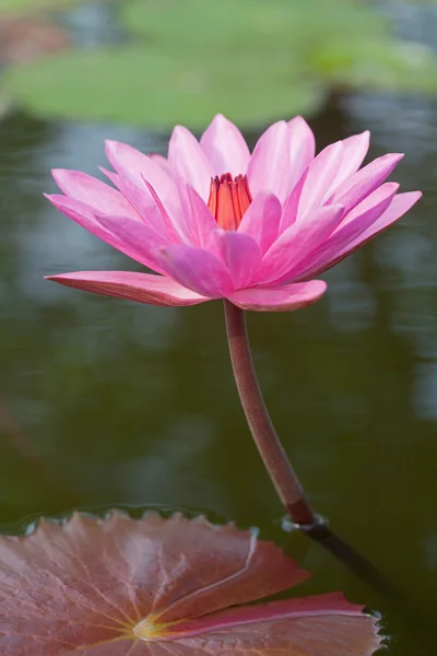 Pink water lily — Stock Photo, Image