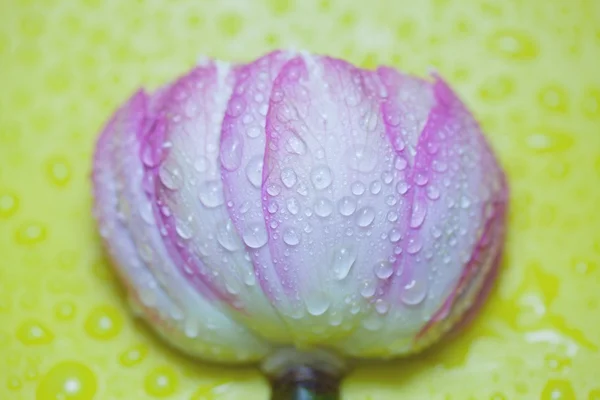 Water drops on a water lily — Stock Photo, Image