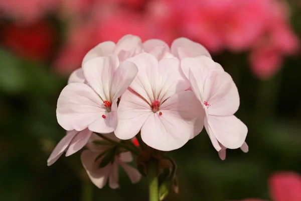 Рожева квітка герані — стокове фото