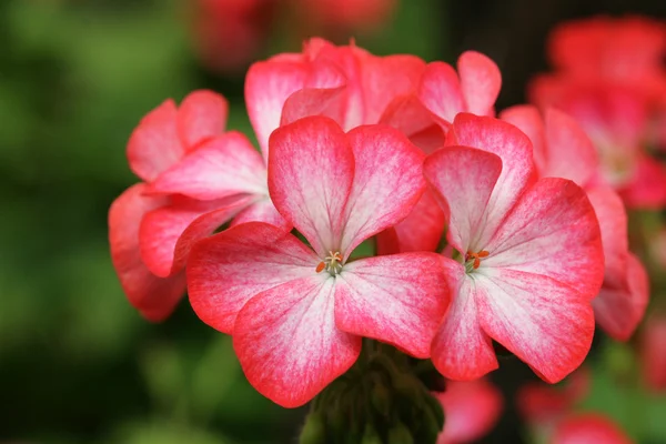 Fleur de géranium rose — Photo
