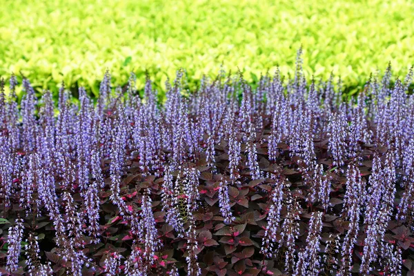 Belo jardim de flores coloridas — Fotografia de Stock