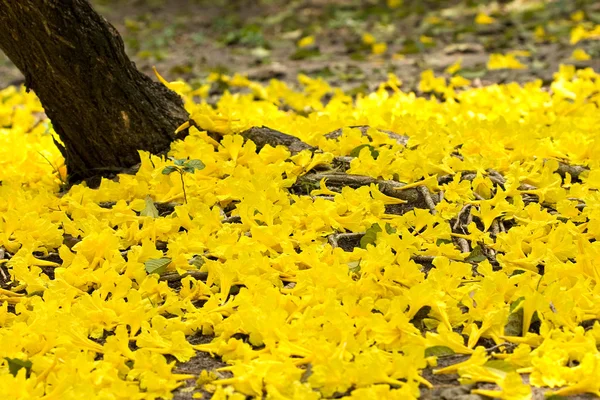Gelbe Blumen auf dem Boden — Stockfoto