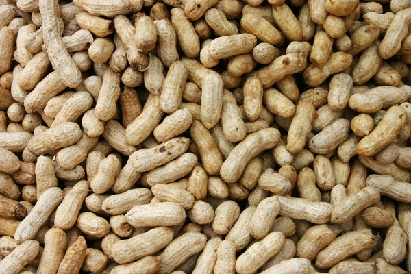 Erdnüsse in Schalen — Stockfoto