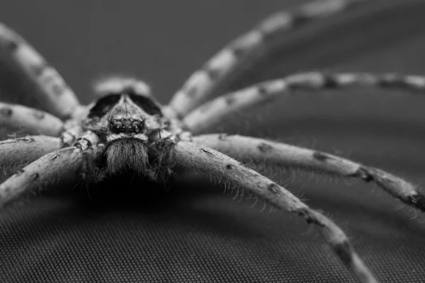 지팡이 거미 — 스톡 사진