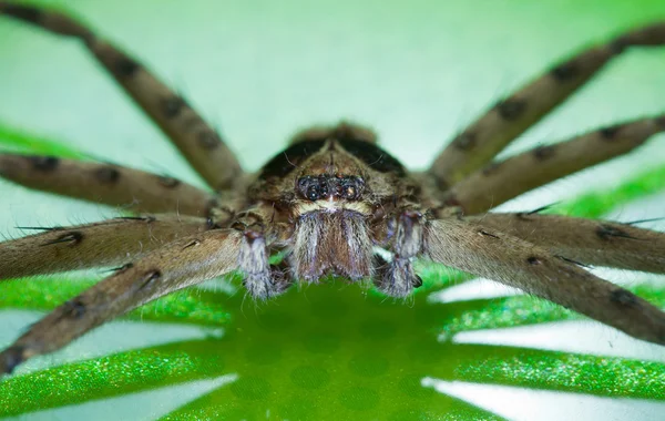 Trzciny pająk — Zdjęcie stockowe