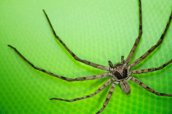 Тростниковый паук — стоковое фото
