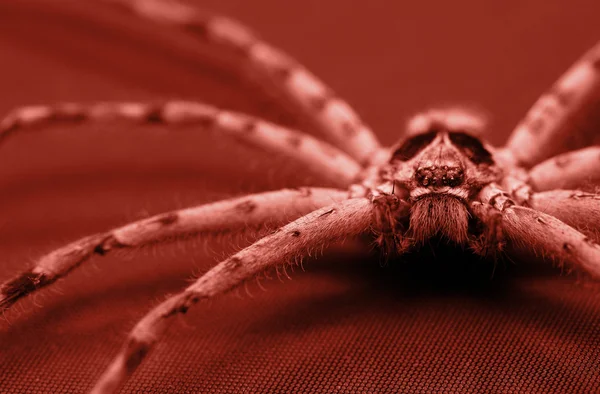 Cane Spider — Stock Photo, Image