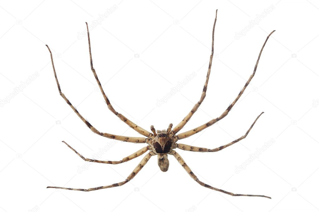 Cane spider isolated on white Stock Photo by ©foto76 13408887