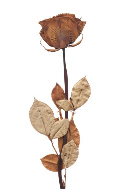 kurutulmuş gül