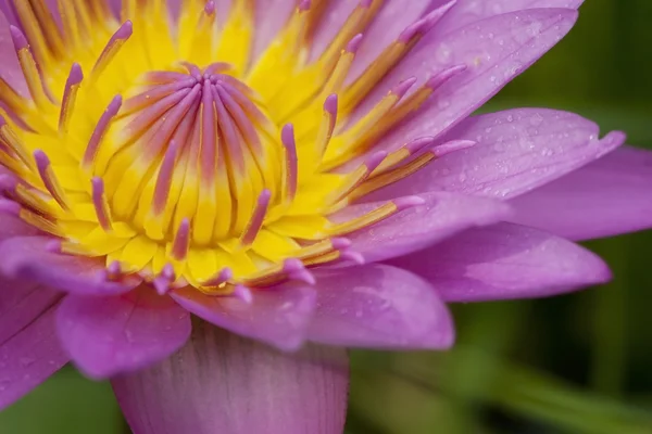 Close up de lírio de água rosa — Fotografia de Stock