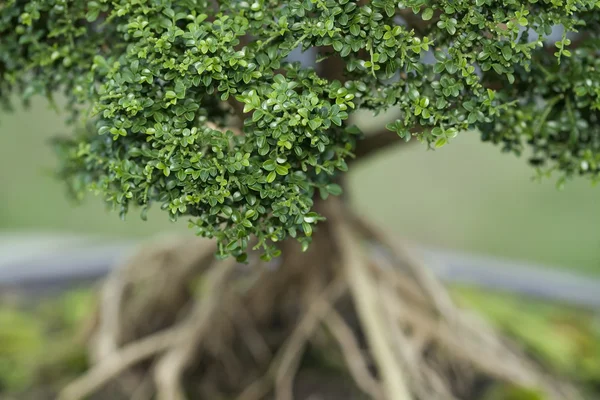 Дерево Бонзай — стоковое фото