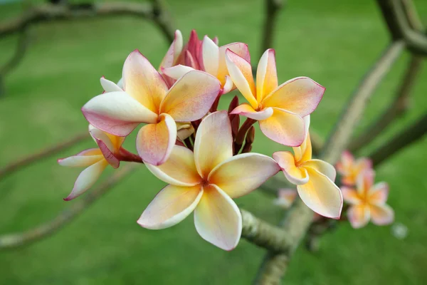 Τροπικά λουλούδια frangipani (plumeria) — Φωτογραφία Αρχείου