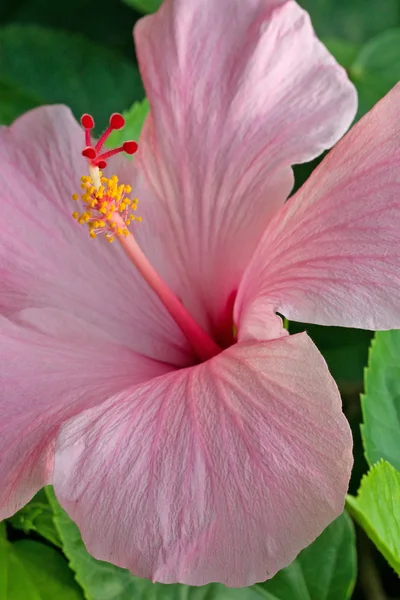 Ρόδινο hibiscus — Φωτογραφία Αρχείου