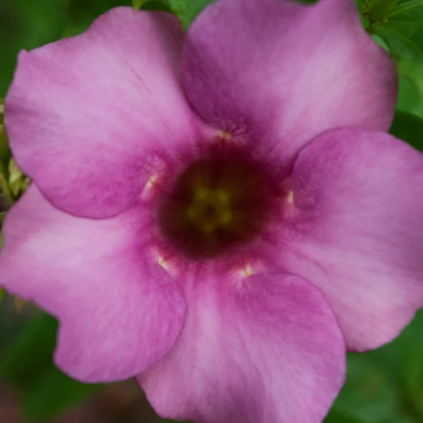 Allamanda λουλούδι — Φωτογραφία Αρχείου