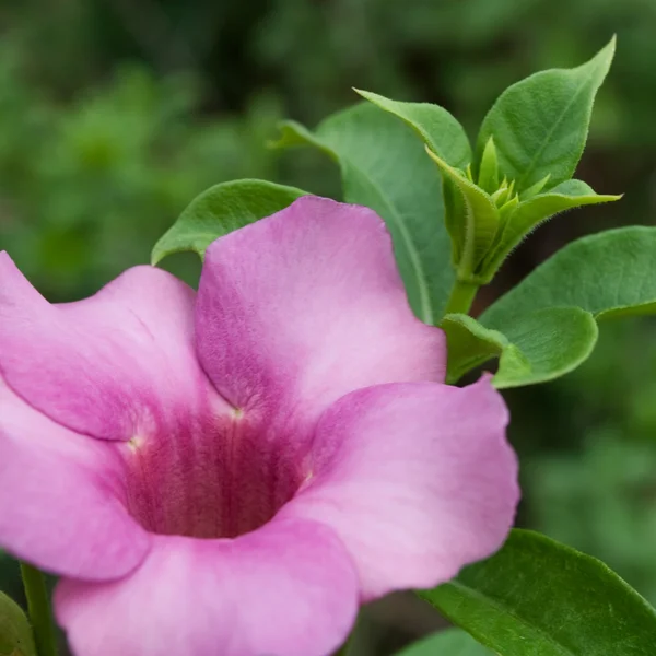 Allamanda λουλούδι — Φωτογραφία Αρχείου