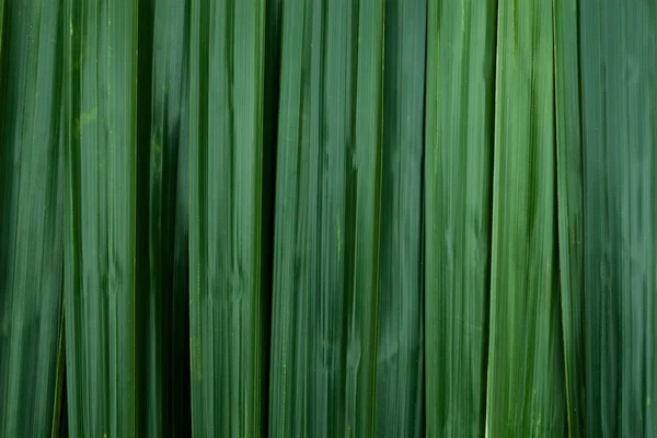 Folhas verdes fundo — Fotografia de Stock