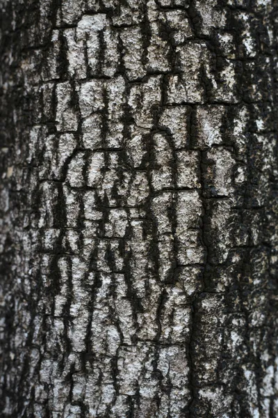 Corteza en árbol — Foto de Stock