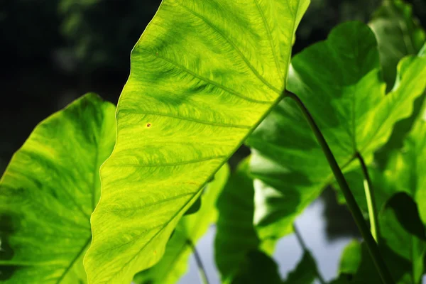 Folhas verdes bonitas — Fotografia de Stock