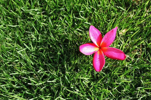 Plumeria na grama — Fotografia de Stock