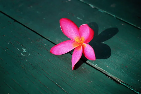 Plumeria on wood — Stock Photo, Image