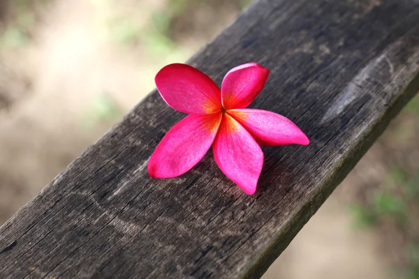 Plumeria op hout — Stockfoto