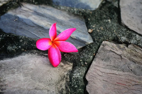 Plumeria on stone — Stock Photo, Image