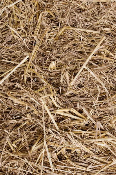 Hay seamless background — Stock Photo, Image