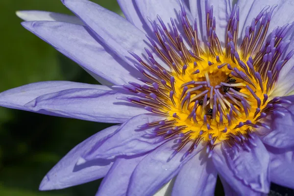紫水のユリ — ストック写真