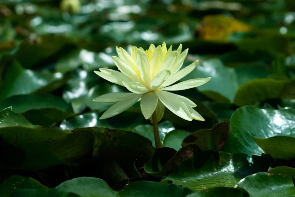 Yellow Water Lily — Stock Photo, Image