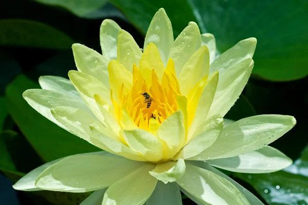 Yellow Water Lily — Zdjęcie stockowe