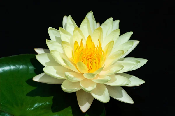 Yellow Water Lily — Zdjęcie stockowe