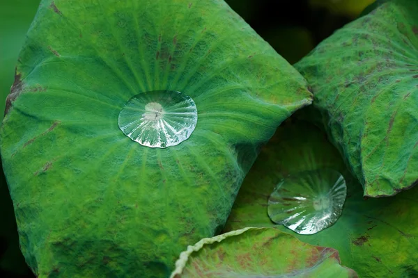 Wassertropfen auf Lotusblatt — Stockfoto