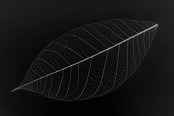 Skeleton leaf — Stock Photo, Image