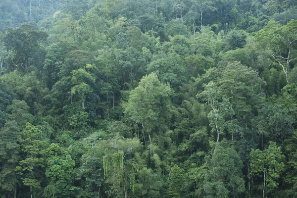 Grüner Waldhintergrund — Stockfoto