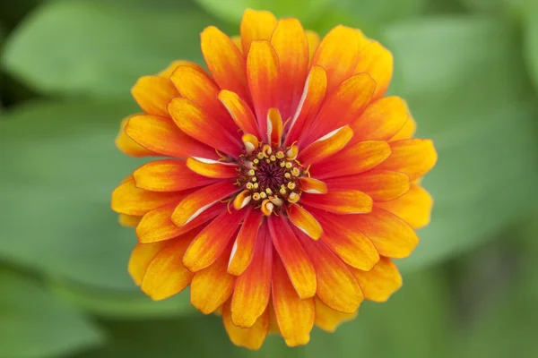 Kwiat żółto pomarańczowym nagietka — Zdjęcie stockowe