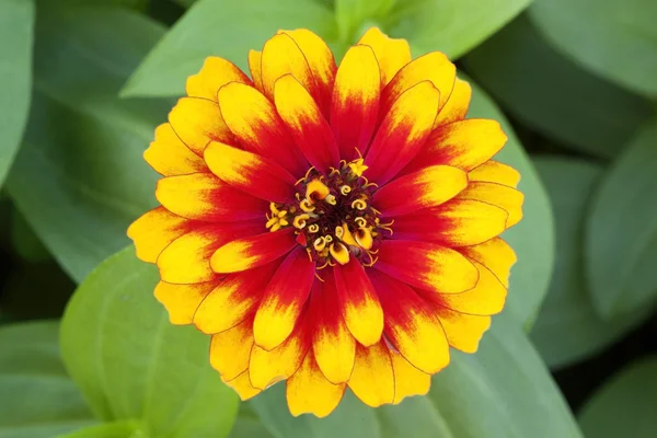 Yellow-orange marigold flower — Stock Photo, Image