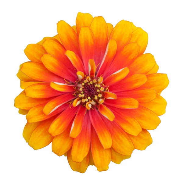 Zinnia bloem — Stockfoto