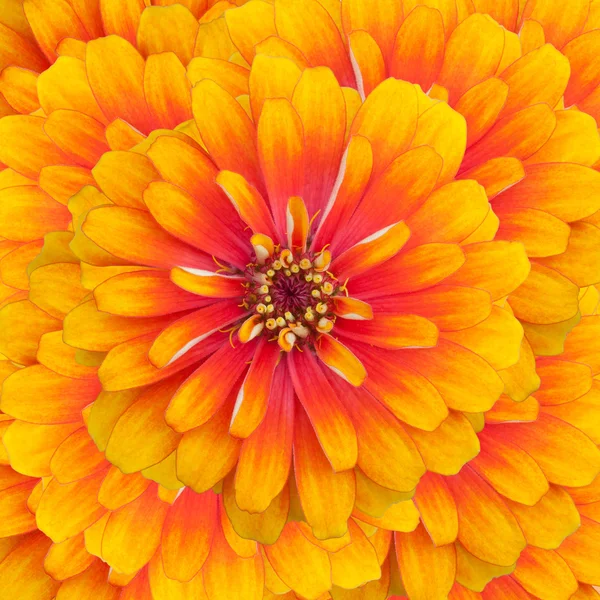 Flores de Zinnia —  Fotos de Stock