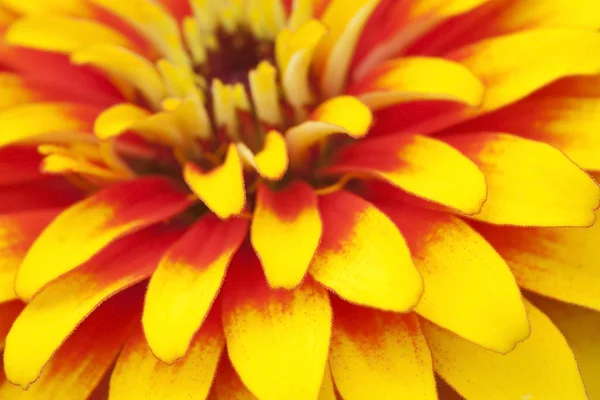 Ekstremalne zbliżenie zdjęcie kwiatu cynnii — Zdjęcie stockowe
