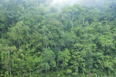 Yeşil orman arka plan