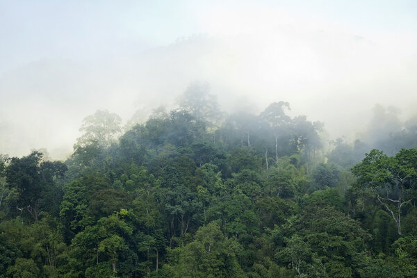 Зеленый лес
